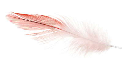 red parrot feather isolated on white © Alexander Potapov
