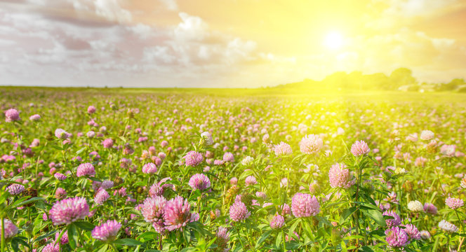 Fototapeta sun above large pink clovers meadow