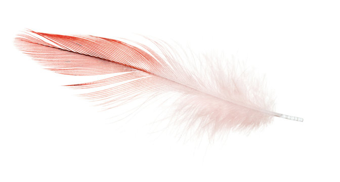 red parrot feather isolated on white