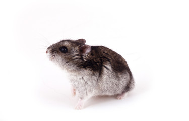 hamster sitting isolated on white