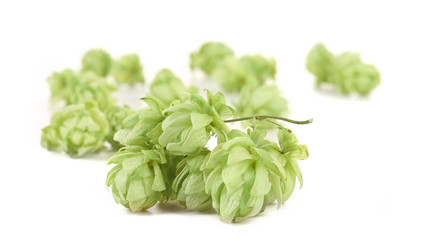 Close up of hop.