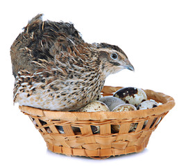 Young quail with eggs isolated on white