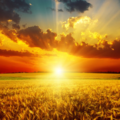 golden sunset over field with harvest © Mykola Mazuryk