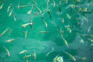 Archer fish in Andaman sea