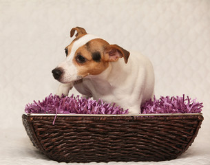 Cute jack russell terrier lying on purple blanket in basket