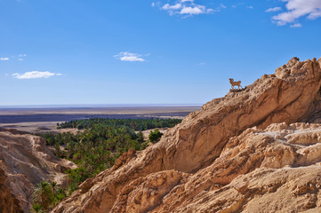 Fototapeta na wymiar Oasis in the mountainous part of the desert