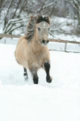 Adorable and cute bay pony running in winter