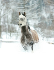 Gorgeous arabian horse running in winter