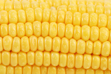 Background of corn grains.