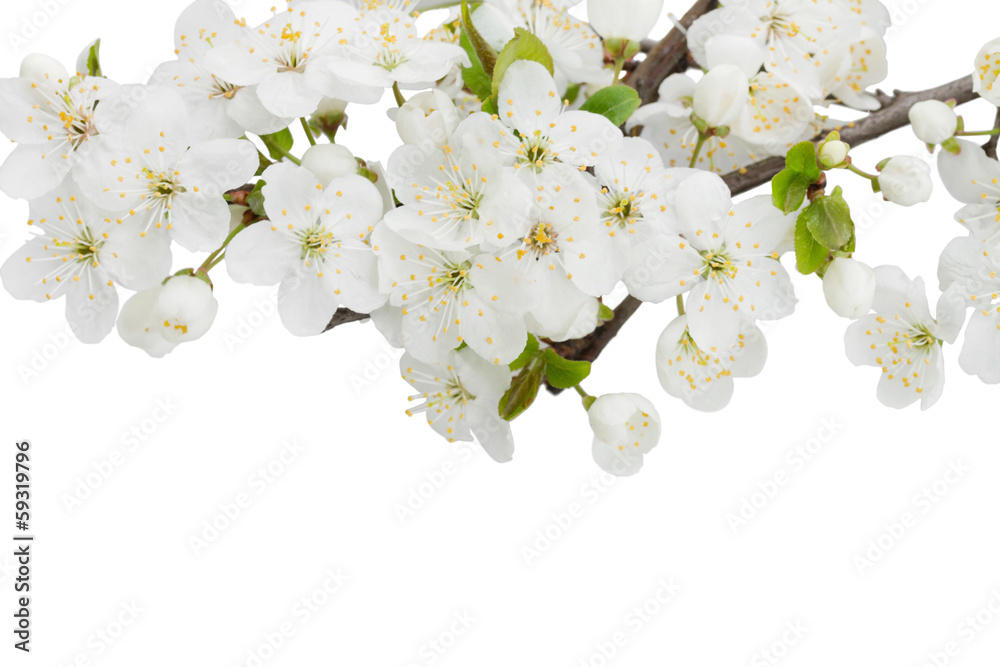 Wall mural Blossoming Plum Flowers