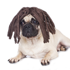 Fototapeta premium Mops mit Perücke - pug with wig