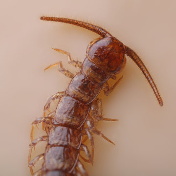 centipede - Lithobius forficatus