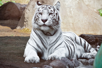 Naklejka premium biały Tygrys