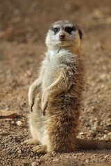 TIERE_1837_Erdmaennchen