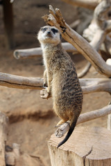 TIERE_1839_Erdmaennchen