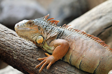 TIERE_1843_gruener_Leguan