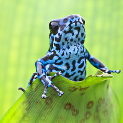 Fototapeta premium Dendrobates pumilio Colubre