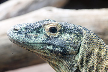 TIERE_1854_Komodowaran