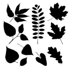 Set of silhouettes of different leaves - 59323194