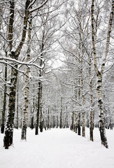 Birch grove in russian winter