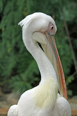 TIERE_1872_Rosapelikan