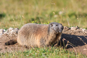 Alpine Marmot