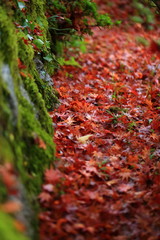 観世音寺の紅葉