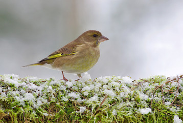 European Greenfinch winter background