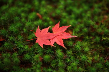 観世音寺の紅葉と苔