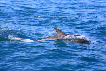 Fototapeta premium 野生のイルカ