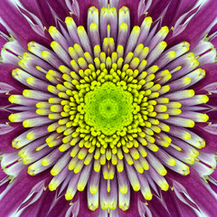 Purple Concentric Flower Center. Mandala Kaleidoscopic design