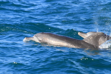 Obraz premium 野生のイルカ