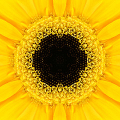 Yellow Concentric Flower Center. Mandala Kaleidoscopic design