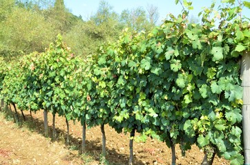 Fototapeta na wymiar Vineyard in Chianti region, Tuscany, Italy