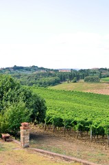 Fototapeta na wymiar Vineyard in Chianti region, Tuscany, Italy