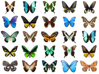 Obraz premium Tropical butterflies