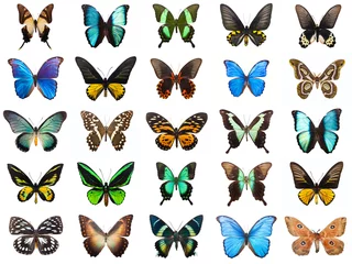 Foto auf Acrylglas Schmetterling Tropische Schmetterlinge