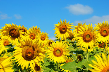 Many of the sunflower