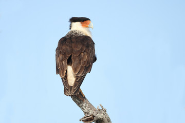 Adult Crested Caracara Perched on a Dead Branch