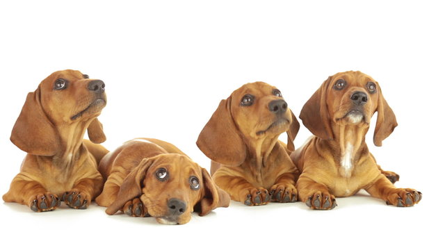 Four dachshund puppy