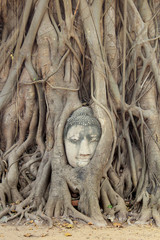 Buddha Head Statue in Banyan Tree, Thailand