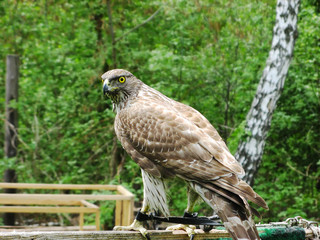 Hawk Goshawk (Accipiter gentilis)