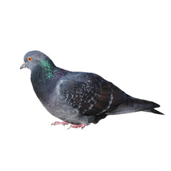 grey pigeon isolated on white background