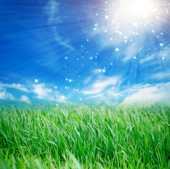 Fototapeta na wymiar fresh spring grass with drops on defocused light blue background