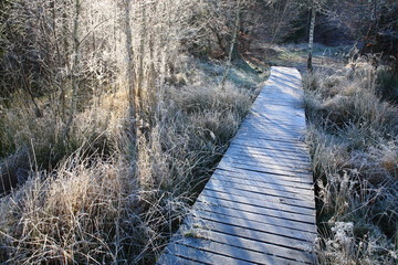 Reif, Birkensee im Schönbuch (Übergangsmoor)