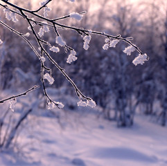 Branch close up in the snow.