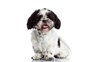 Shih tzu  isolated on white background dog