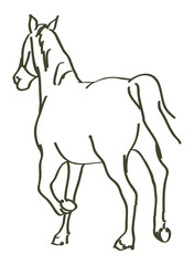 hand drawn horse