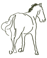 hand drawn horse