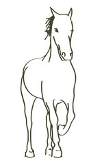 hand drawn horse
